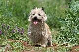 CAIRN TERRIER 566